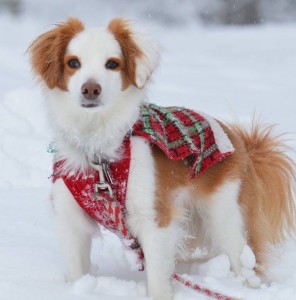 Franky in the snow