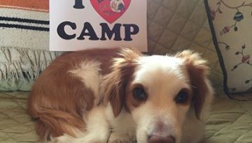 I love camp sign next to a puppy.